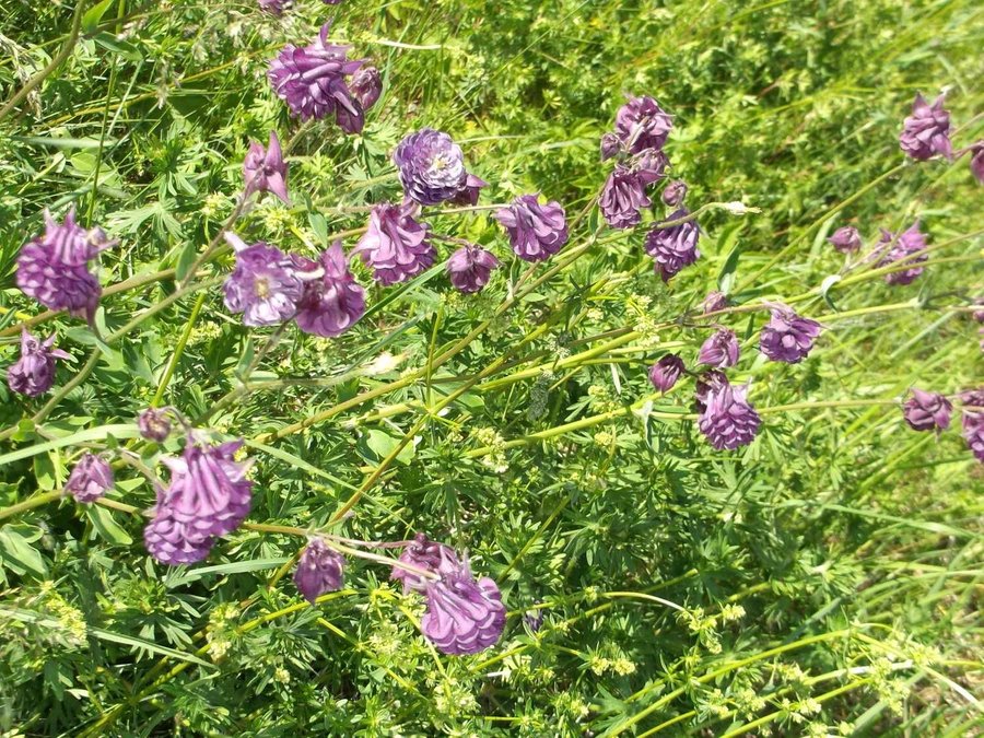 Akleja Dubbel Ljus Lila Rosa 20 Frön