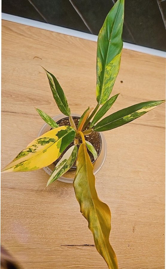 PHILODENDRON Caramel Marble Variegata