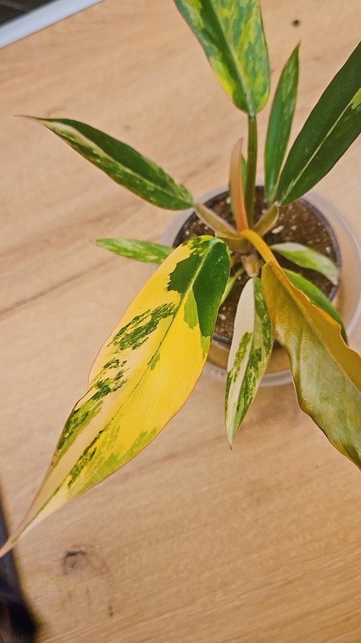 PHILODENDRON Caramel Marble Variegata