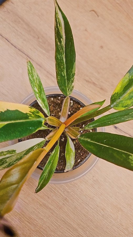 PHILODENDRON Caramel Marble Variegata