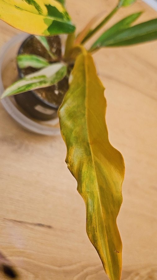 PHILODENDRON Caramel Marble Variegata