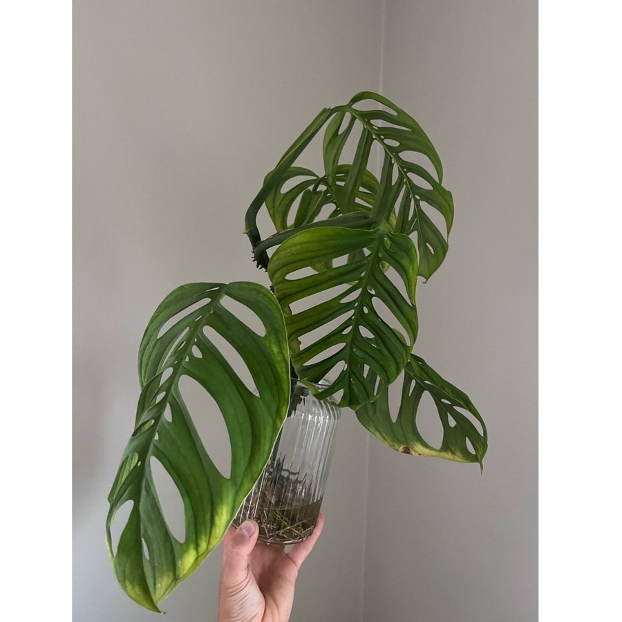 Monstera esqueleto stor toppsticking