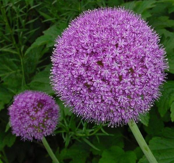 Allium giganteum - Jättelök