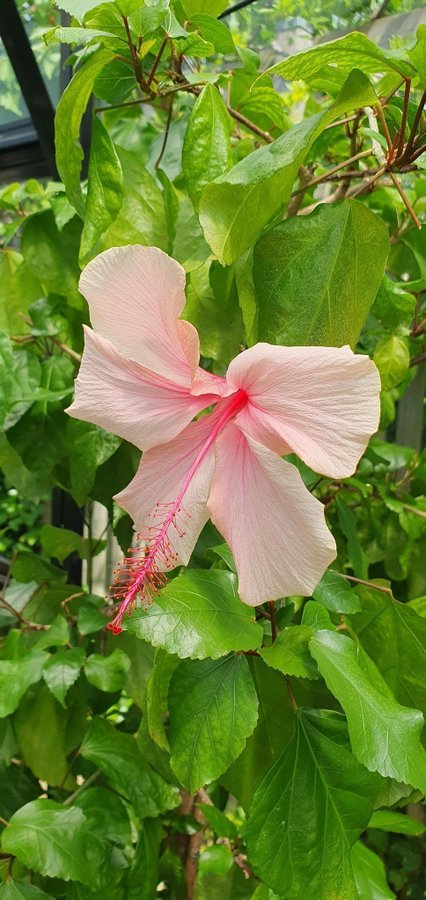 Hibiskus Albo lacinatus