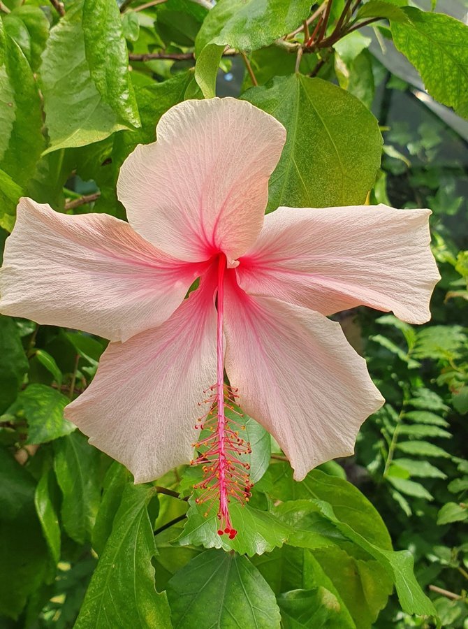 Hibiskus Albo lacinatus