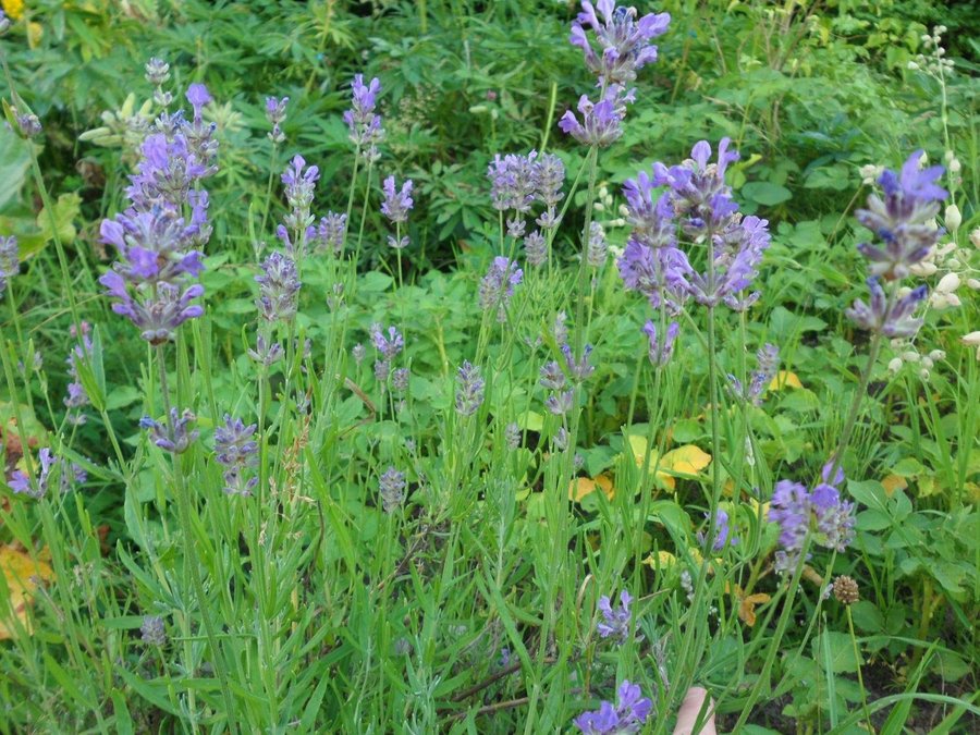 Lavendel Violett 15 Frön