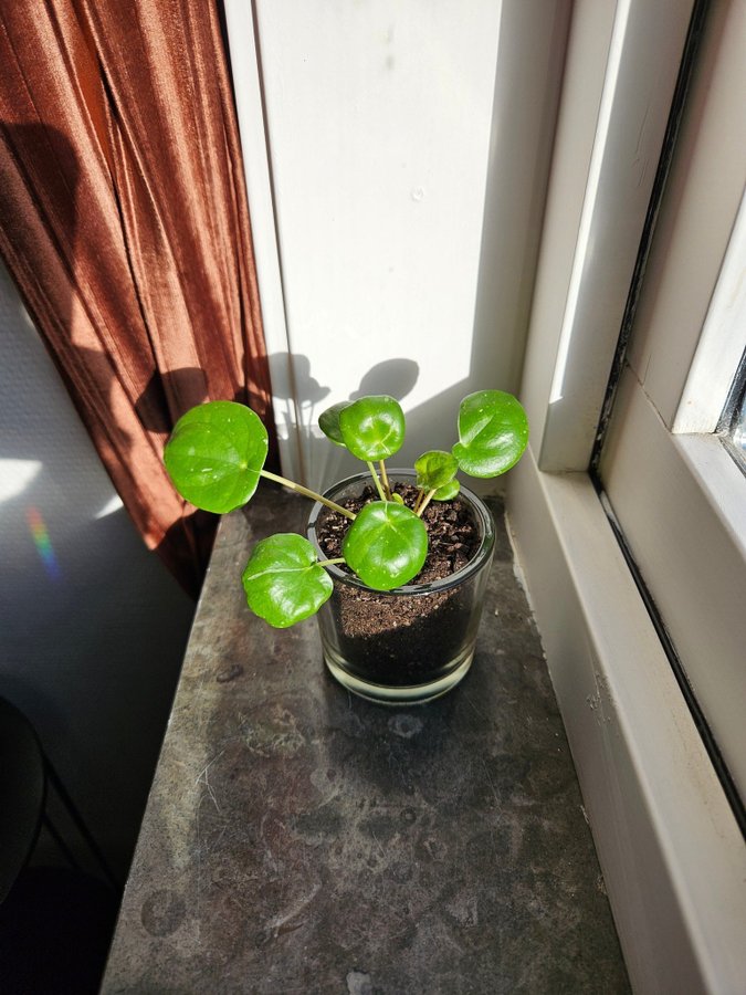 Pilea Peperomioides White Splash Stickling Elefantöra