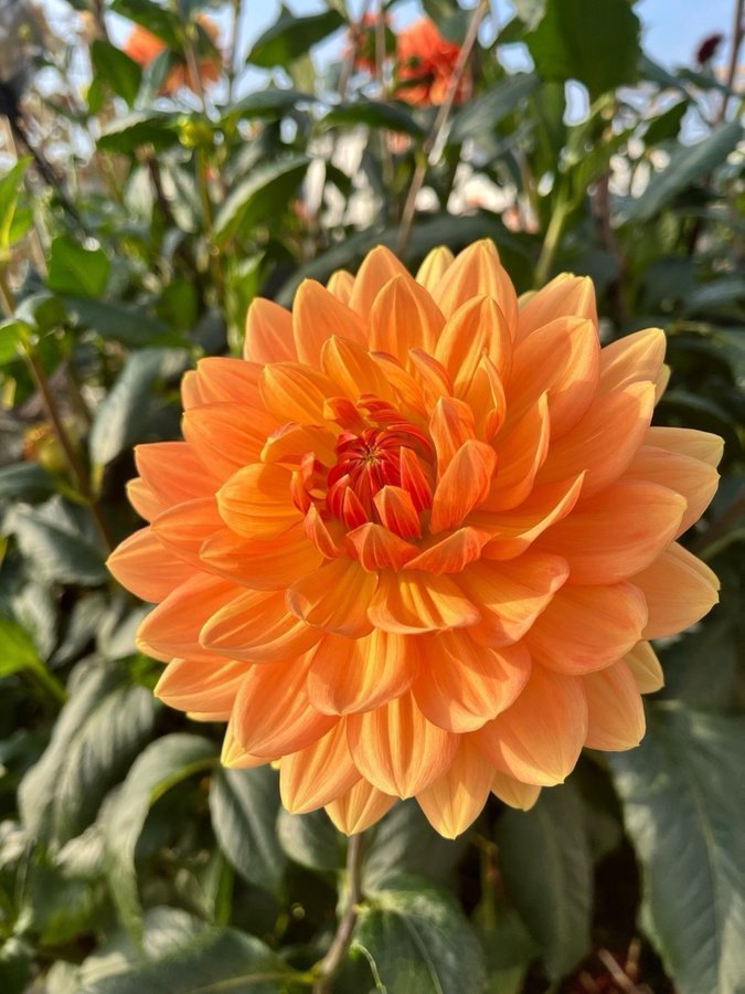 Dahlia 'Rancho' - chicken leg