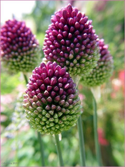 Allium Sphaerocephalon.Drumstick Allium, 7 lökar.