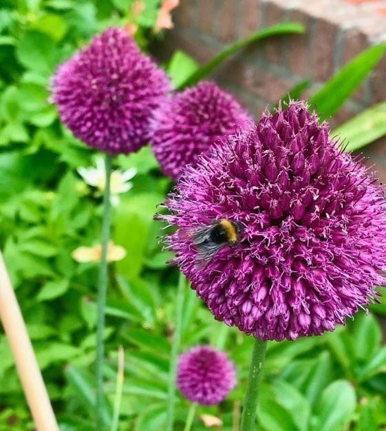 Allium Sphaerocephalon.Drumstick Allium, 7 lökar.