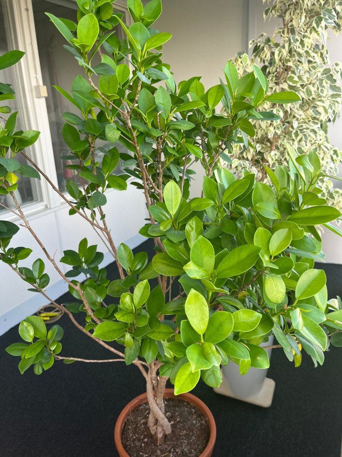 Ficus microcarpa 160 cm + krukor