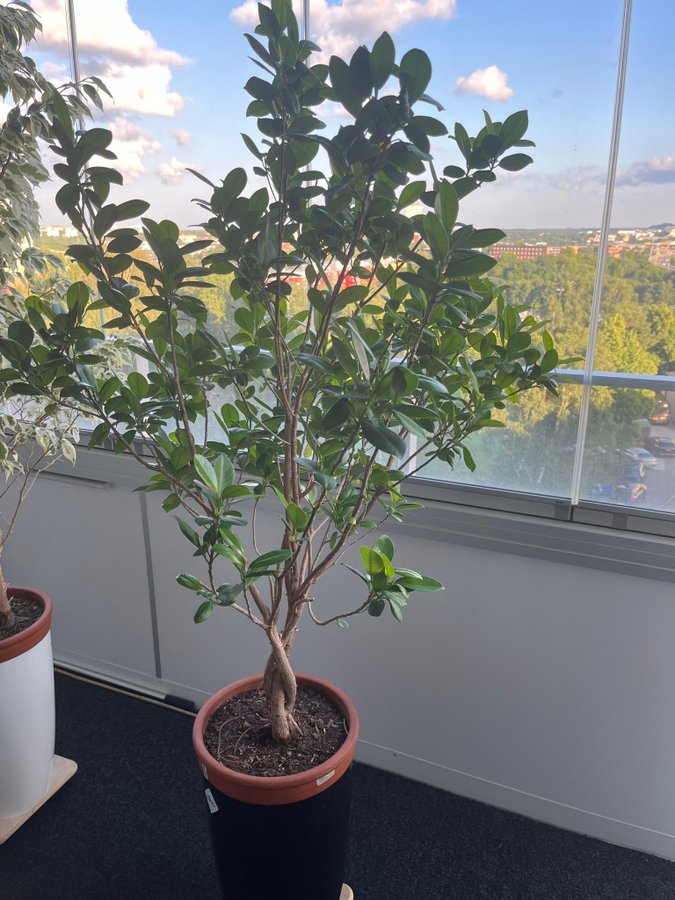 Ficus microcarpa 160 cm + krukor