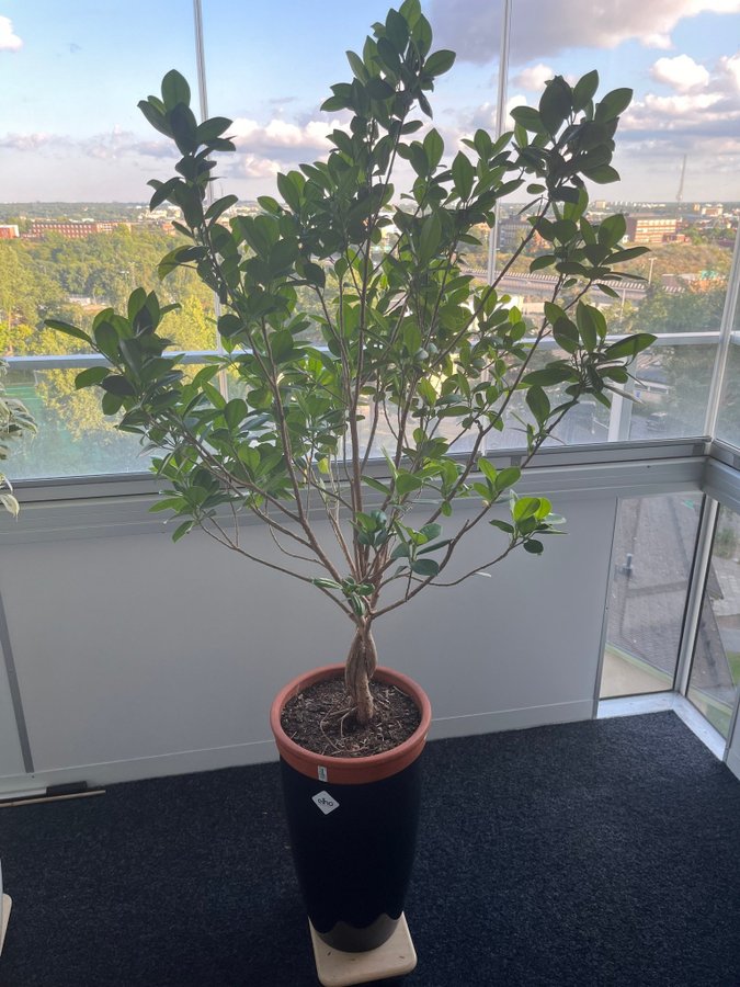 Ficus microcarpa 160 cm + krukor