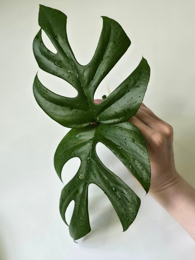 2st stora Rhaphidophora tetrasperma Mini Monstera