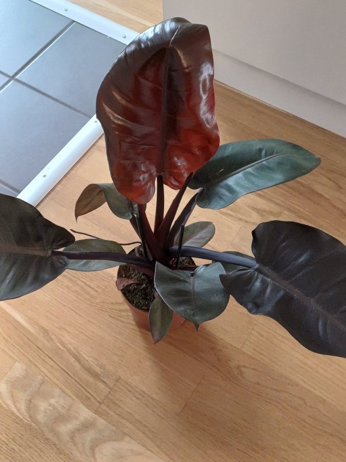 Philodendron ’Black Cardinal’