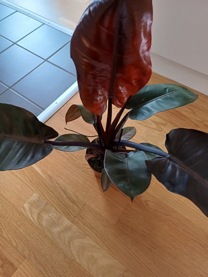 Philodendron ’Black Cardinal’