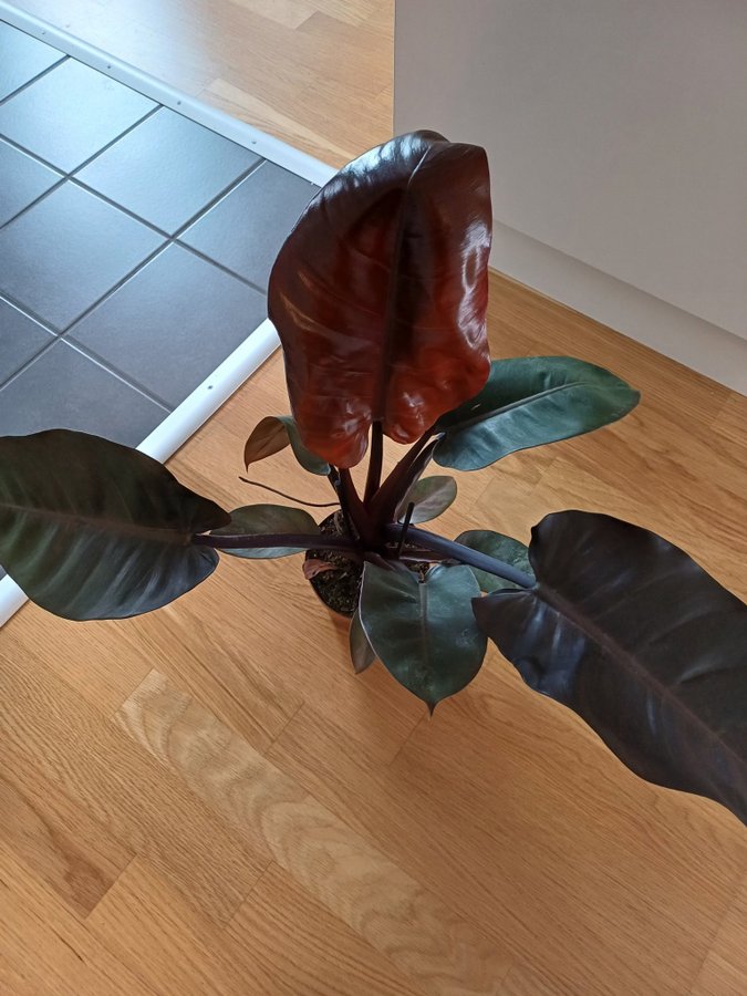 Philodendron ’Black Cardinal’