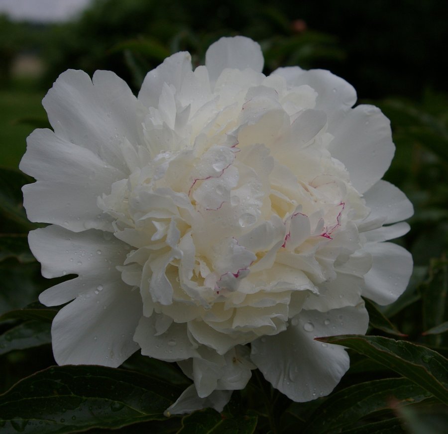 Pion lactiflora "Festiva Maxima"