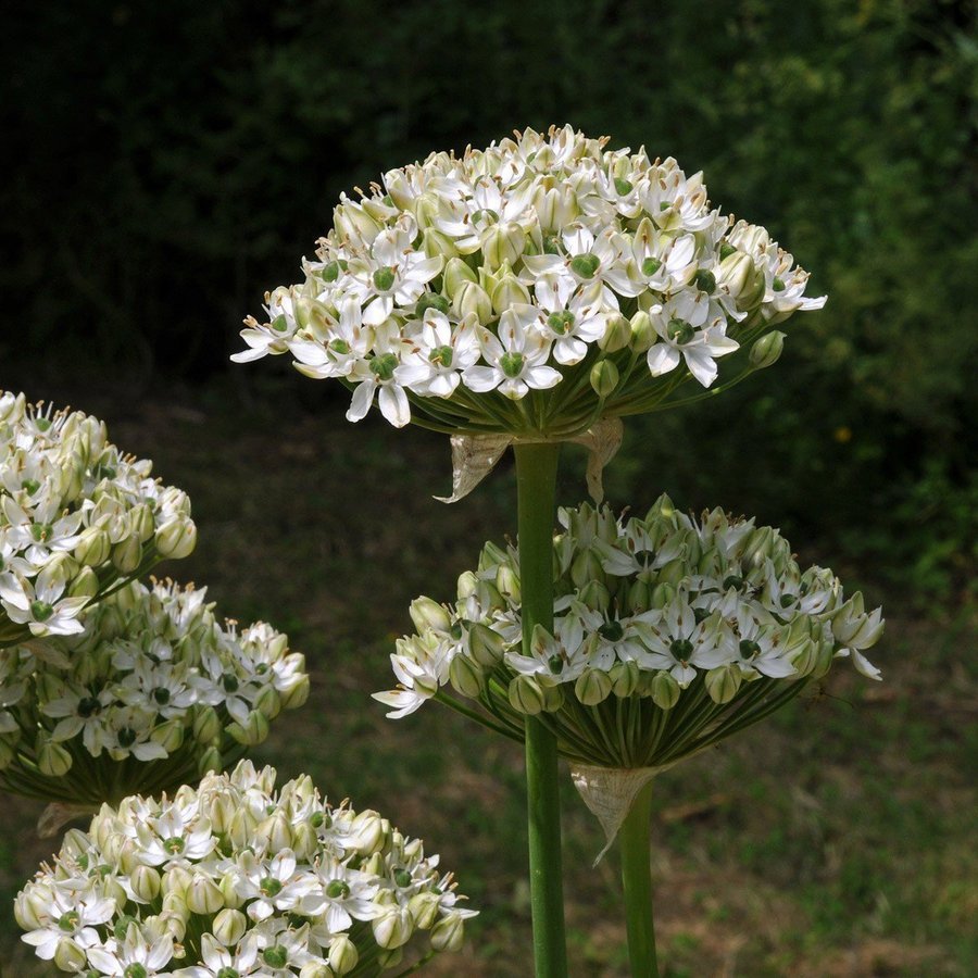 Allium Nigrum3 lökar