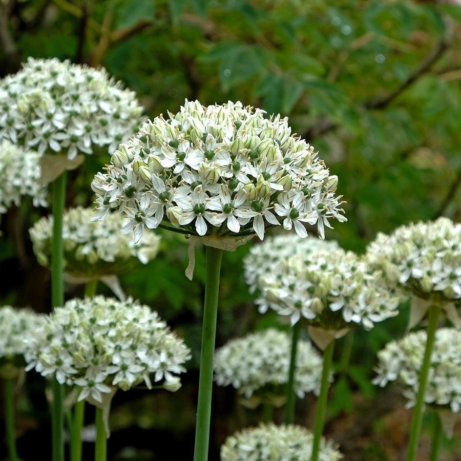 Allium Nigrum3 lökar