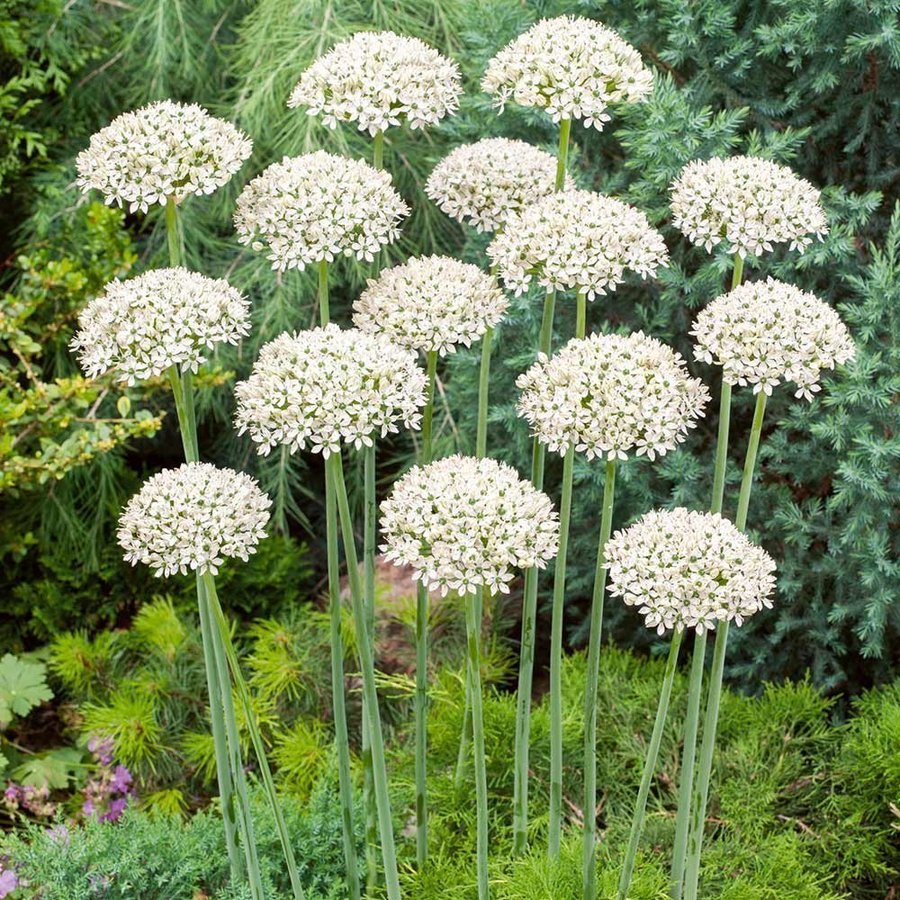 Allium Nigrum3 lökar