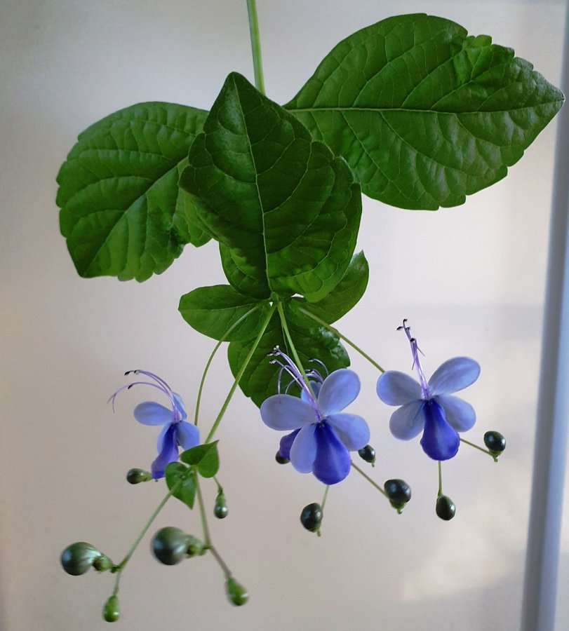 Blåvinge - Clerodendrum ugandense 4 nya små plantor släkt med Ödesträd