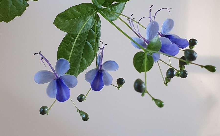 Blåvinge - Clerodendrum ugandense 4 nya små plantor släkt med Ödesträd