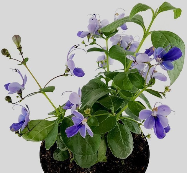 Blåvinge - Clerodendrum ugandense 4 nya små plantor släkt med Ödesträd