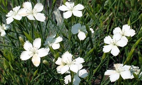 Dianthus deltoides 'Alba' - Backnejlika