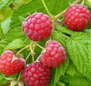 Rubus idaeus 'Mormorshallon' - Hallon