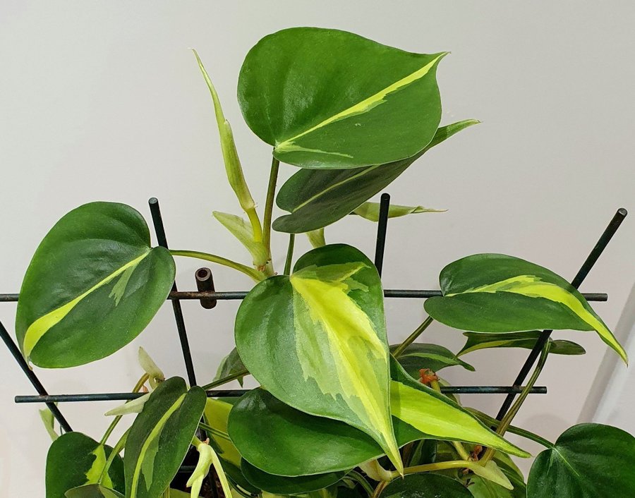 Philodendron Scandens Brazil 4 sticklingar