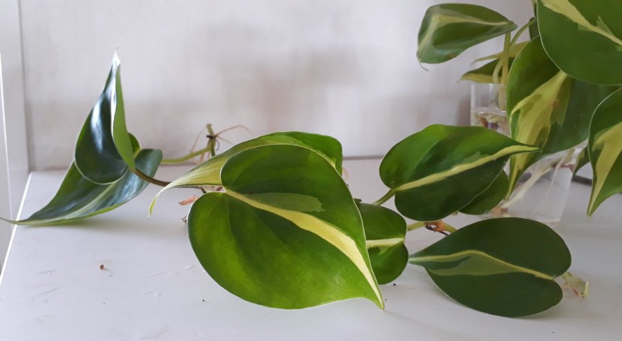 Philodendron Scandens Brazil 4 sticklingar