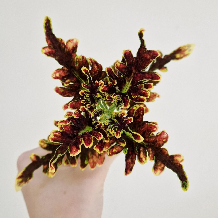 Palettblad/coleus • COPPER CORAL (UTS) • stickling