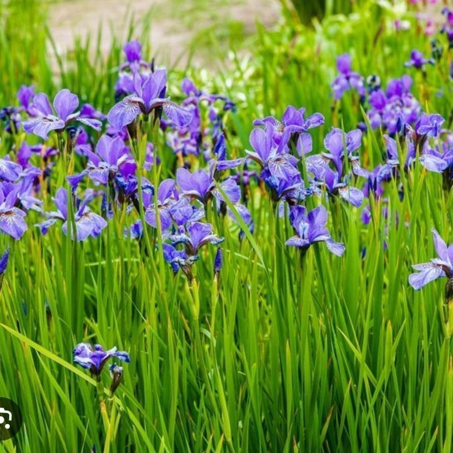 Iris ljuslila perenn