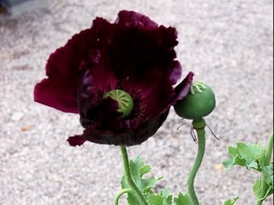 5 gram opiumvallmo poppy