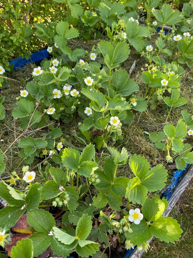 5 st polka jordgubbe jordgubbar plantor mycket söta och goda bär