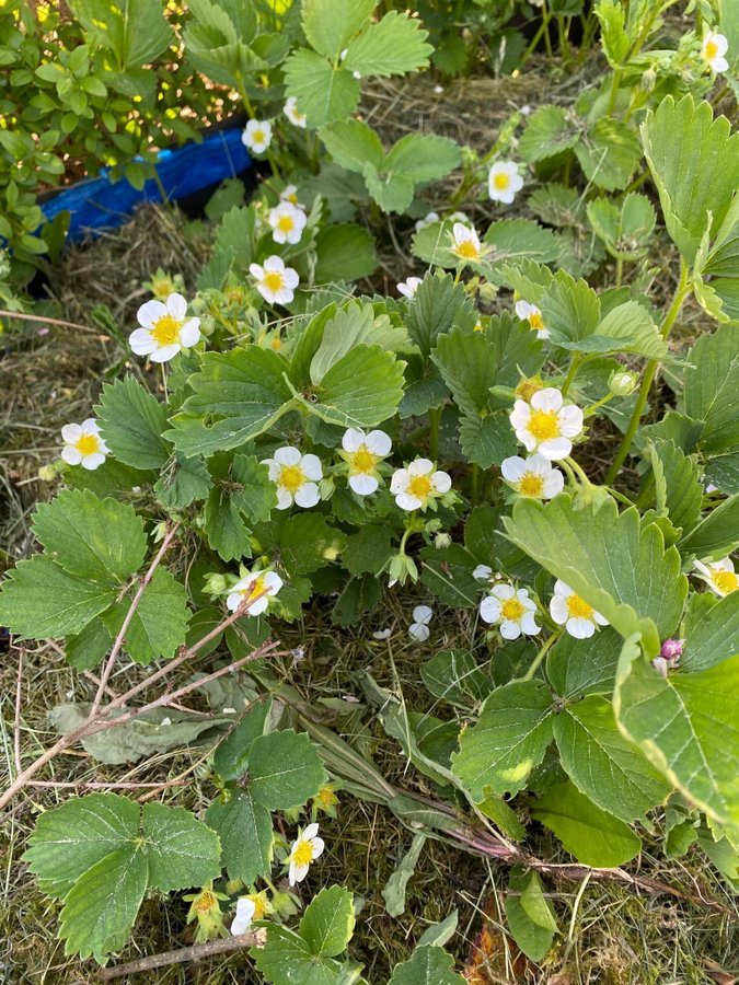 5 st polka jordgubbe jordgubbar plantor mycket söta och goda bär