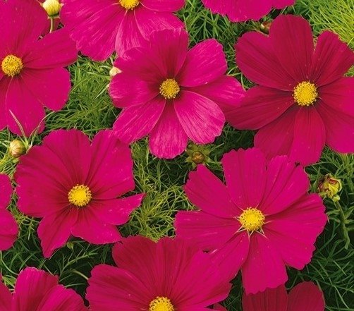 Rosenskära Cosmos Dazzler, ettårig, höjd ca 100 cm, blom till frost, 40 frön