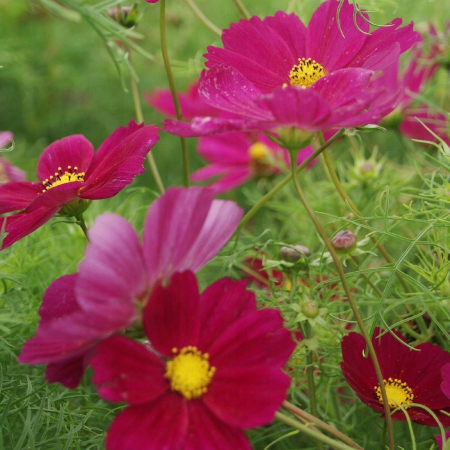 Rosenskära Cosmos Dazzler, ettårig, höjd ca 100 cm, blom till frost, 40 frön