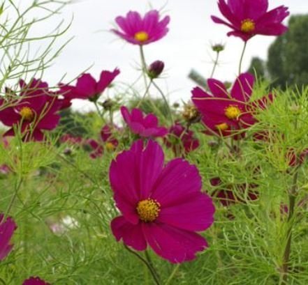 Rosenskära Cosmos Dazzler, ettårig, höjd ca 100 cm, blom till frost, 40 frön