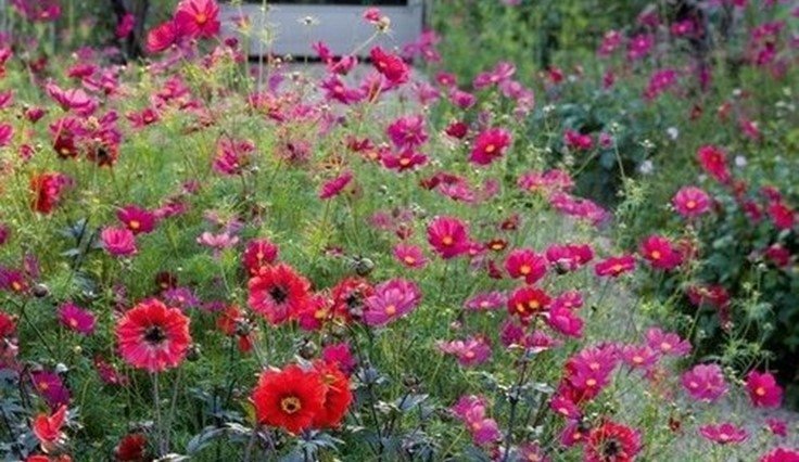 Rosenskära Cosmos Dazzler, ettårig, höjd ca 100 cm, blom till frost, 40 frön