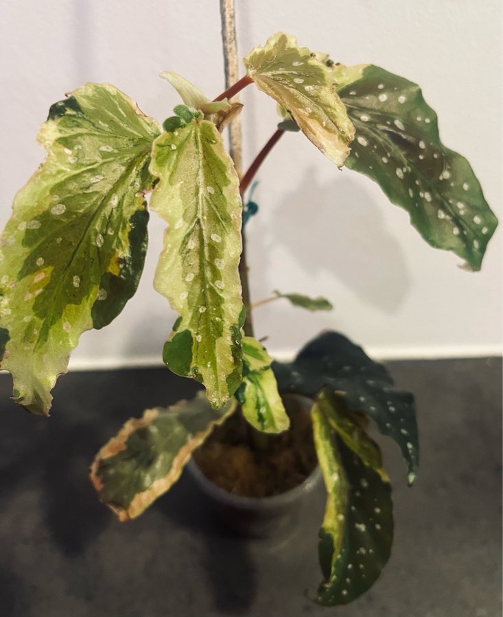 Begonia Dainty spot variegated