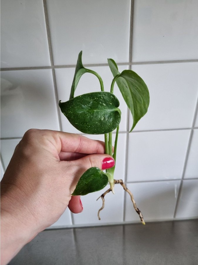 Monstera Thai Constellation jordrotad stickling