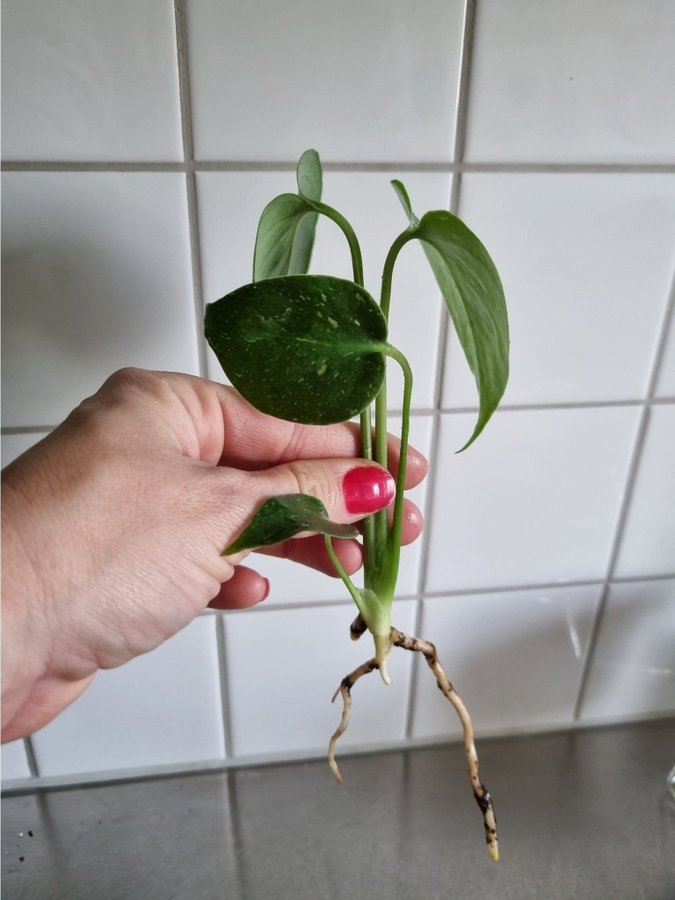 Monstera Thai Constellation jordrotad stickling