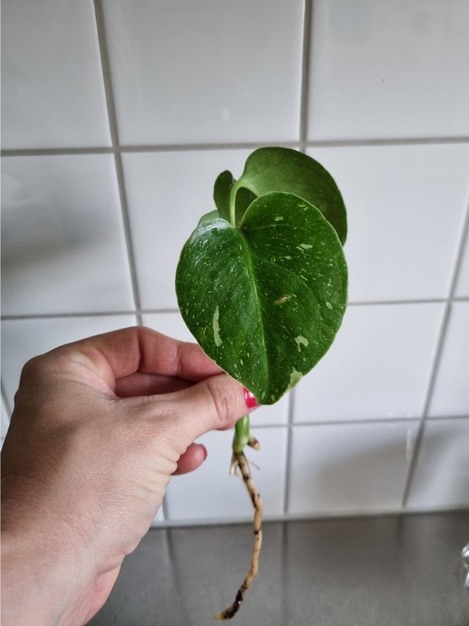 Monstera Thai Constellation jordrotad stickling