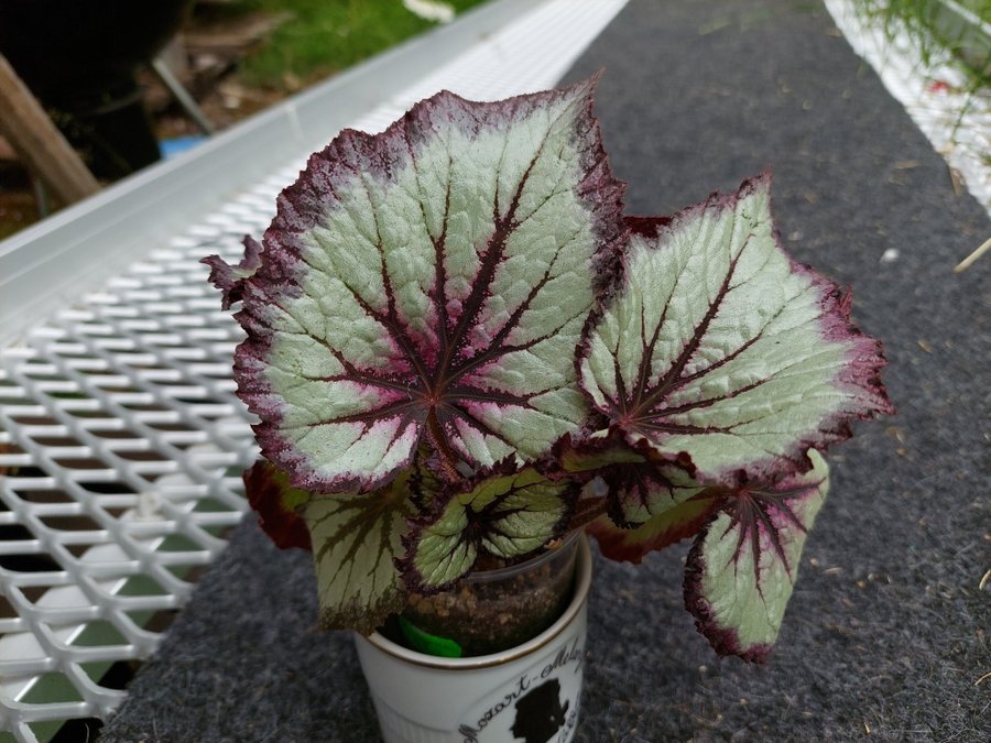 Begonia DS Lunnyj Svet medium