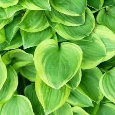 Hosta 'Golden Tiara' - Funkia