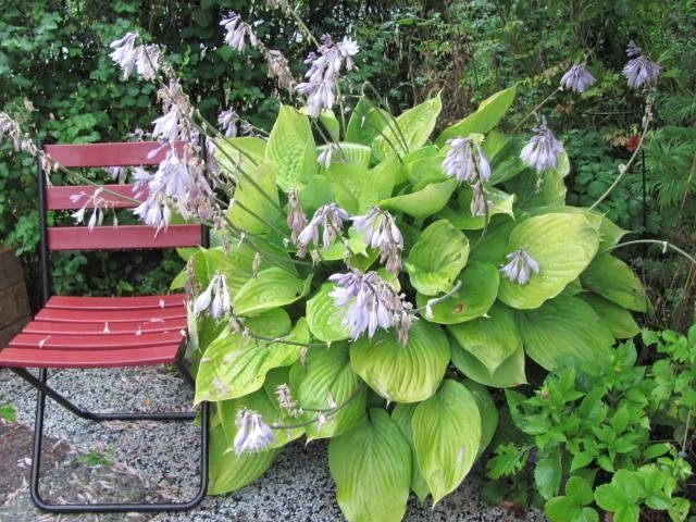 Hosta 'Sum and Substance' - Funkia