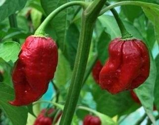 Capsicum chinense 'Dorset Naga' - Chili