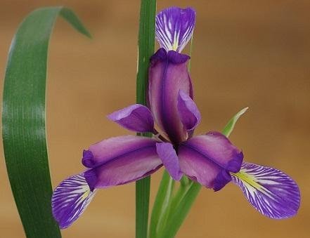 Iris graminea - Gräslilja